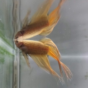 Betta