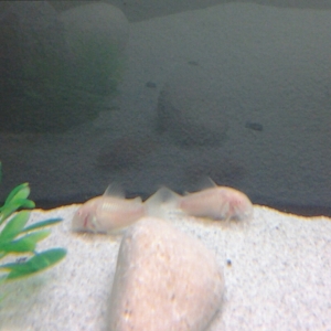 Corydoras albinas
