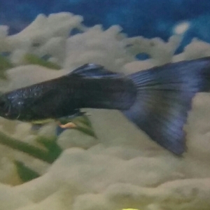 Guppy macho.