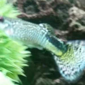 Guppy macho