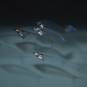 Kryptopterus Bicirrhis