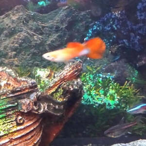 Mi  Guppy macho