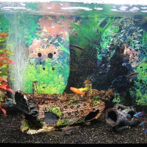 Mi  pecera 60L