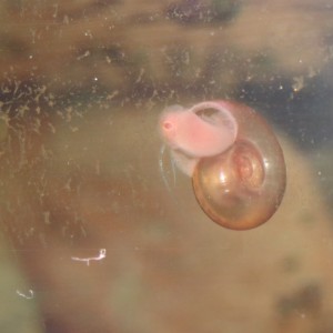 Planorbis rosa