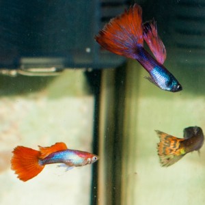 Guppys