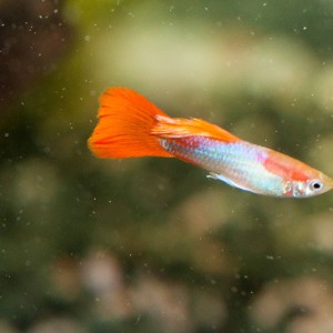 Guppy macho