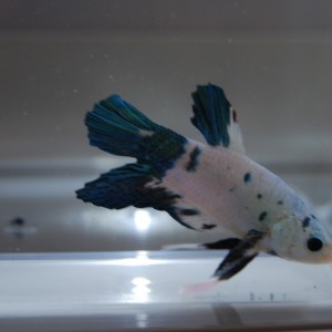 Betta hembra