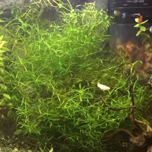 Planta desconocida