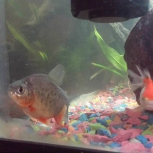 son pacu o serraselmus?