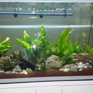 Acuario David