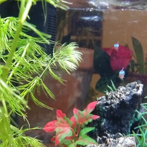 Pecera 25 litros(Mollys, Gupys, Tetras y albino Chino comelagas)