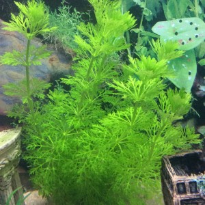 Limnophila Sessiliflora (Ambulia)