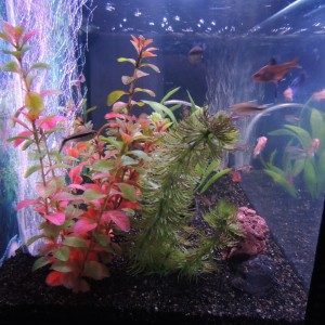 Mi Acuario 2