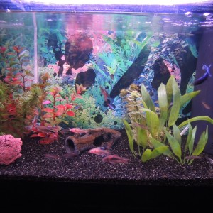 Mi Acuario 3