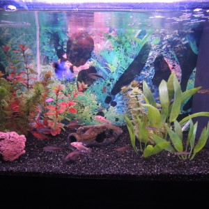 Mi Acuario 4