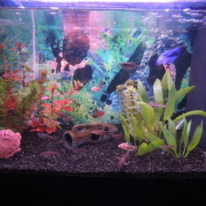 Mi Acuario 5