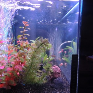 Mi Acuario 6