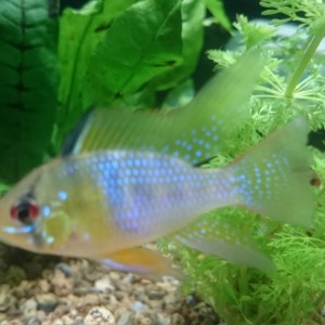 ramirezi macho
