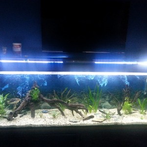 650 litros ciclidos jaguares
