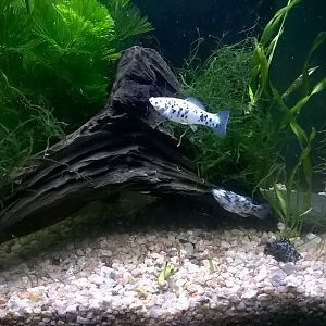 semi plantado