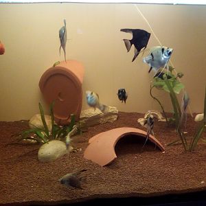 algunos de mis peces