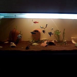 acuario "en construcción"