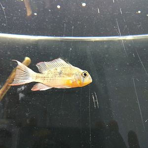 Ramirezi