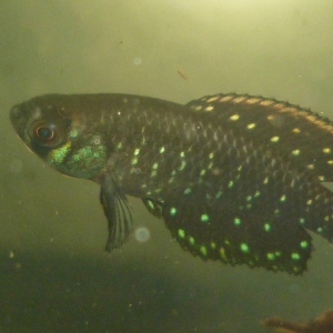 Austrolebias nigripinnis macho