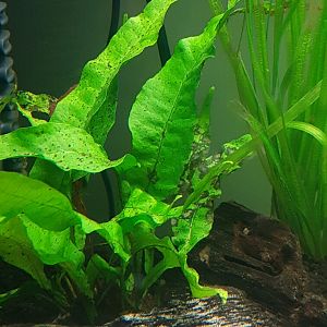 Planta con Manchas