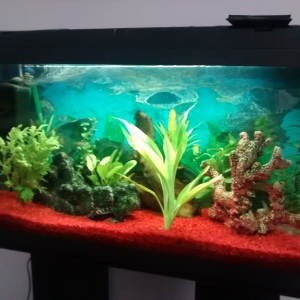 Mi acuario 100 litros
