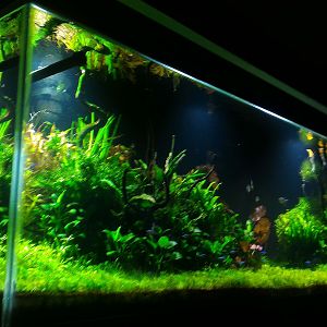 Mi acuario plantado