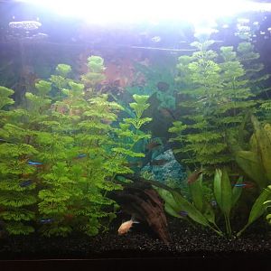 Mi acuario de 60L