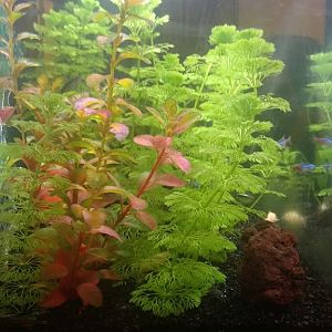 Mi acuario de 60L