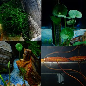 Plantas