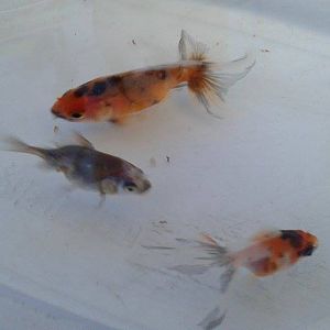 Carassius