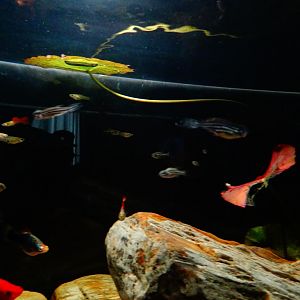 Danio Rerio y otros