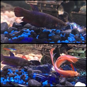 Betta hembra, receptiva??