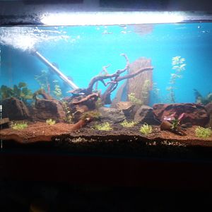 Acuario 130 L , 12 dias de ciclado