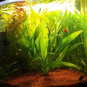 Acuario 100 litros