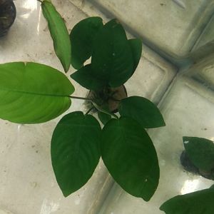 Plantas