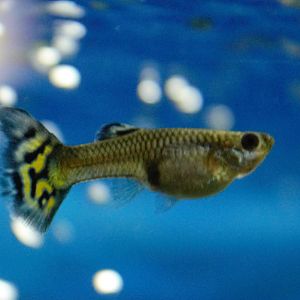 Guppy preñada