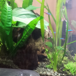 nanoacuario 30l