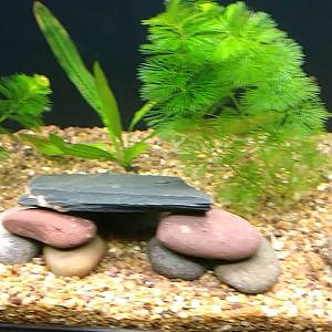 Acuario comunitario 120 litros nuevo.