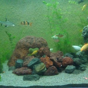 Tiburones y botia
