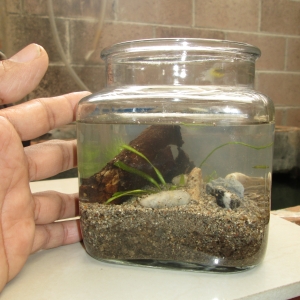 Mi primer nano acuario de 1.1 L