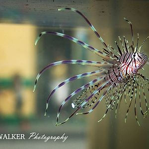 Pterois antennataa que molan 2