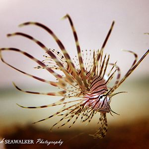 Pterois antennata