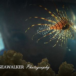 Pterois antennata