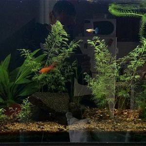 Construyendo el Acuario 200L