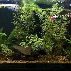Construyendo el Acuario 200L